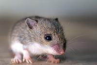 Dératisation Angers - Dératiseur rats souris