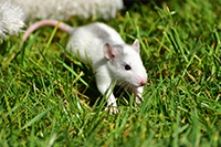 Dératisation Angers - Dératiseur rats souris