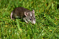 Dératisation Angers - Dératiseur rats souris
