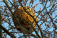 Lutte contre les insectes à Angers (guêpes, frelons, mouches, fourmis...)