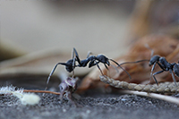 Lutte contre les insectes à Angers (guêpes, frelons, mouches, fourmis...)