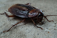 Lutte contre les insectes à Angers (guêpes, frelons, mouches, fourmis...)