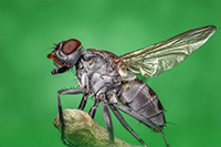 Lutte contre les insectes à Angers (guêpes, frelons, mouches, fourmis...)