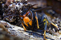 Lutte contre les insectes à Angers (guêpes, frelons, mouches, fourmis...)