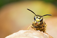 Lutte contre les insectes à Angers (guêpes, frelons, mouches, fourmis...)